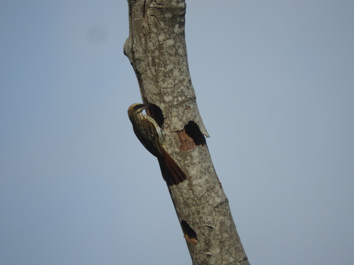 Streaked Flycatcher - ML615671126