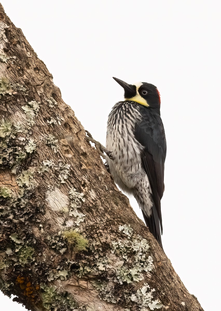 Acorn Woodpecker - ML615671138