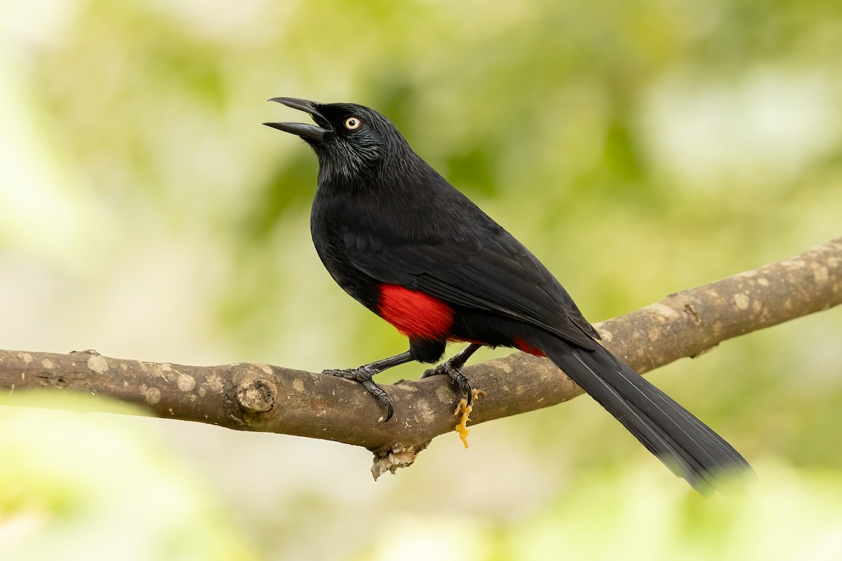 Red-bellied Grackle - ML615671141