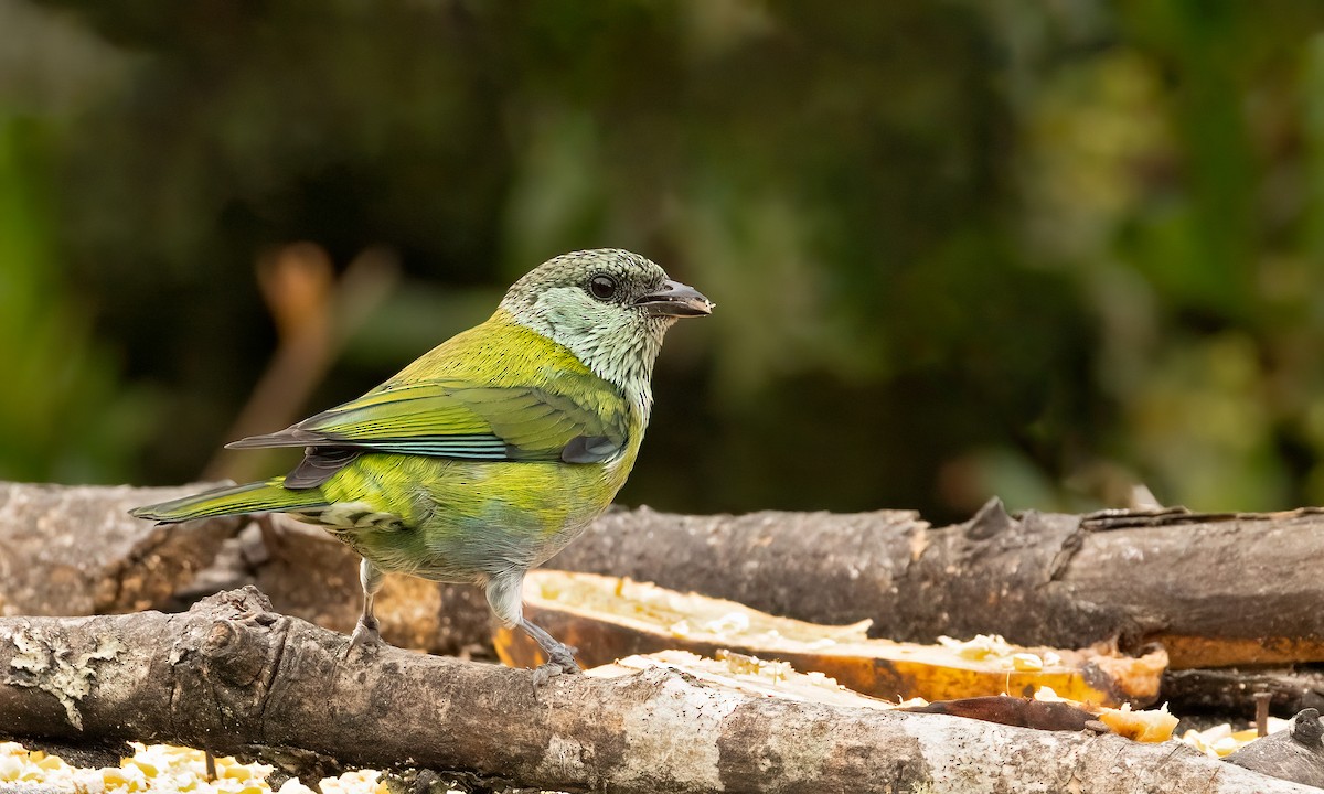 Black-capped Tanager - ML615671145