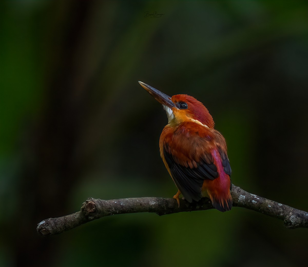 Rufous-backed Dwarf-Kingfisher - BIPLAB BANERJEE