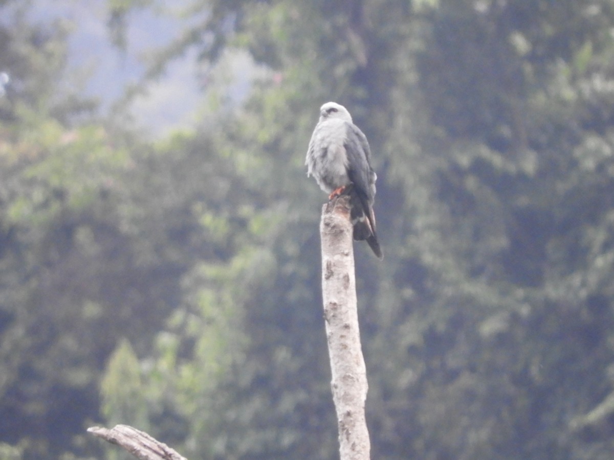 Plumbeous Kite - Lisandro Moran