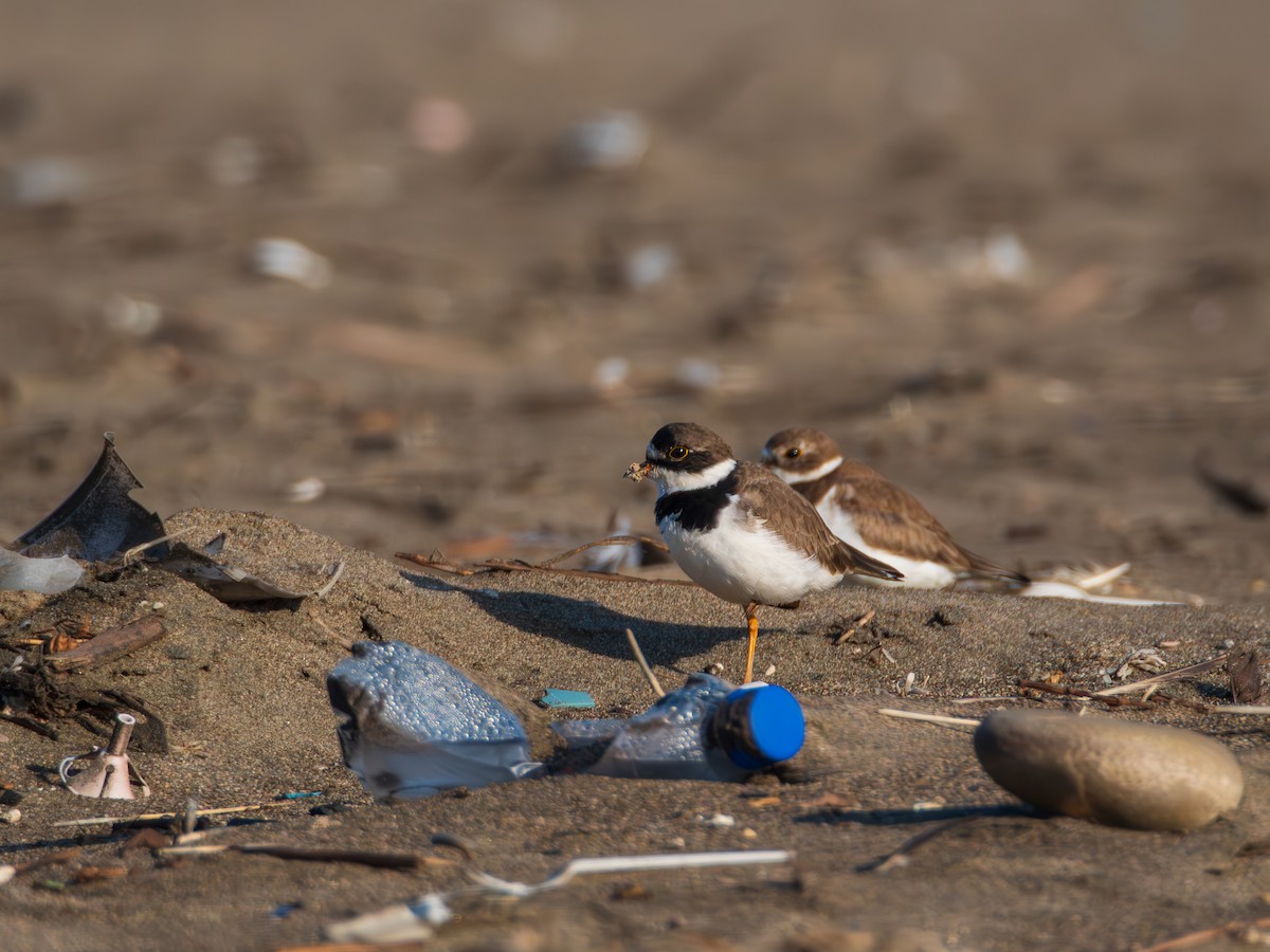Semipalmated Plover - ML615671173