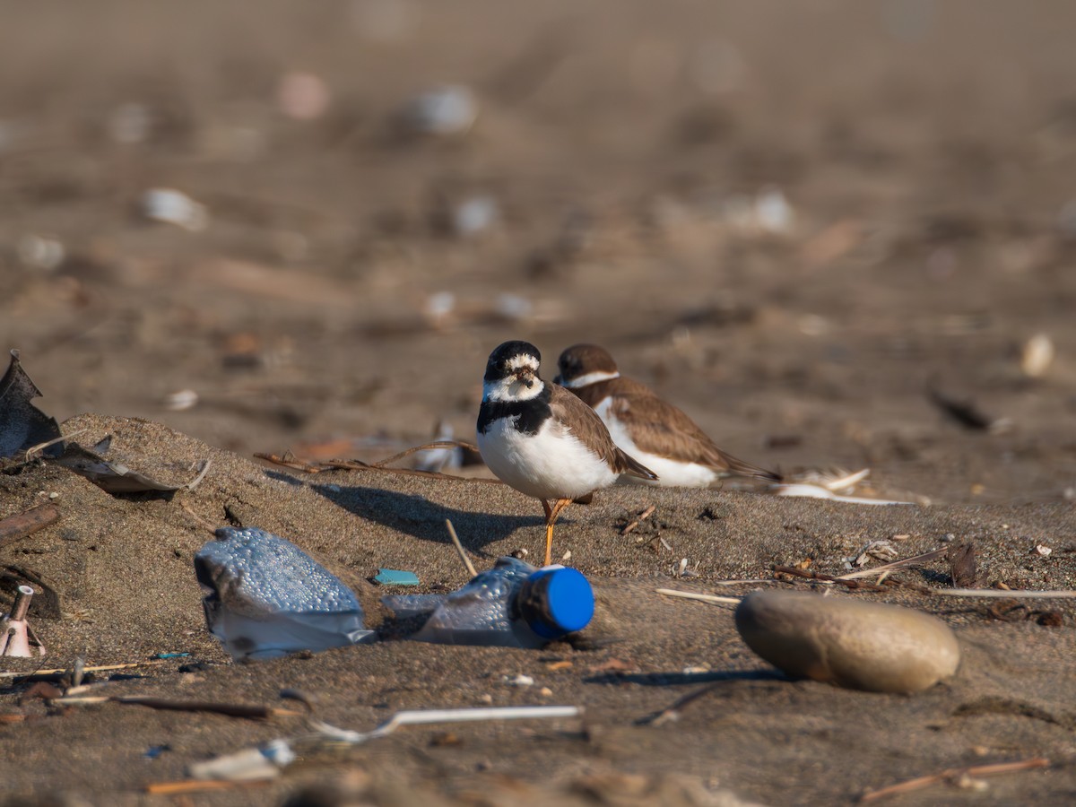 Semipalmated Plover - ML615671174