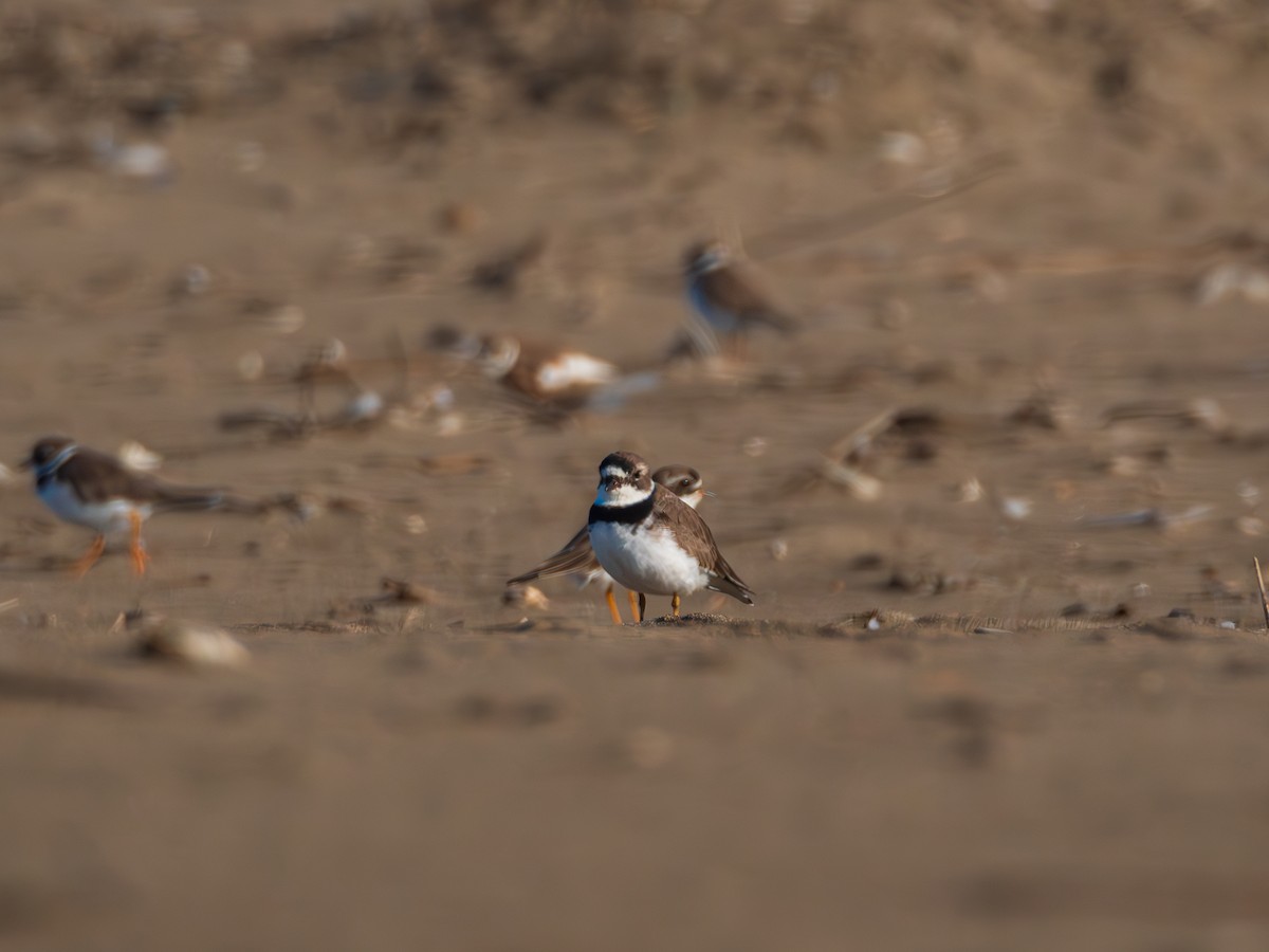 Semipalmated Plover - ML615671183