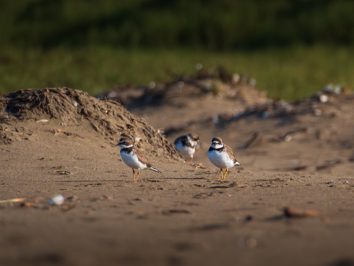 Semipalmated Plover - ML615671184