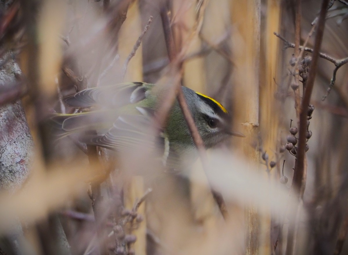 Golden-crowned Kinglet - ML615671185