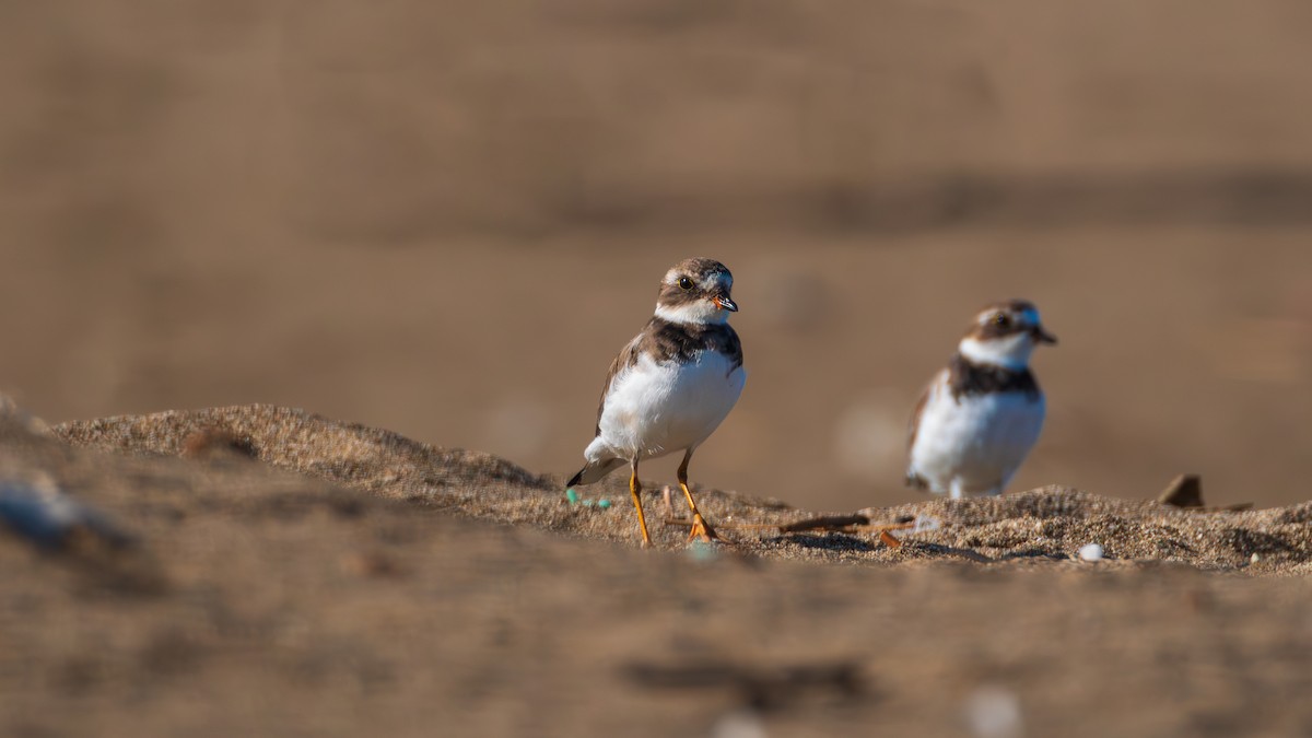 Semipalmated Plover - ML615671271