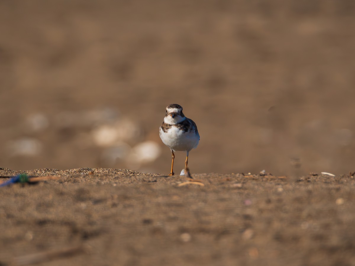 Semipalmated Plover - ML615671272