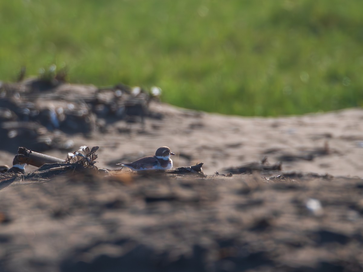 Semipalmated Plover - ML615671273