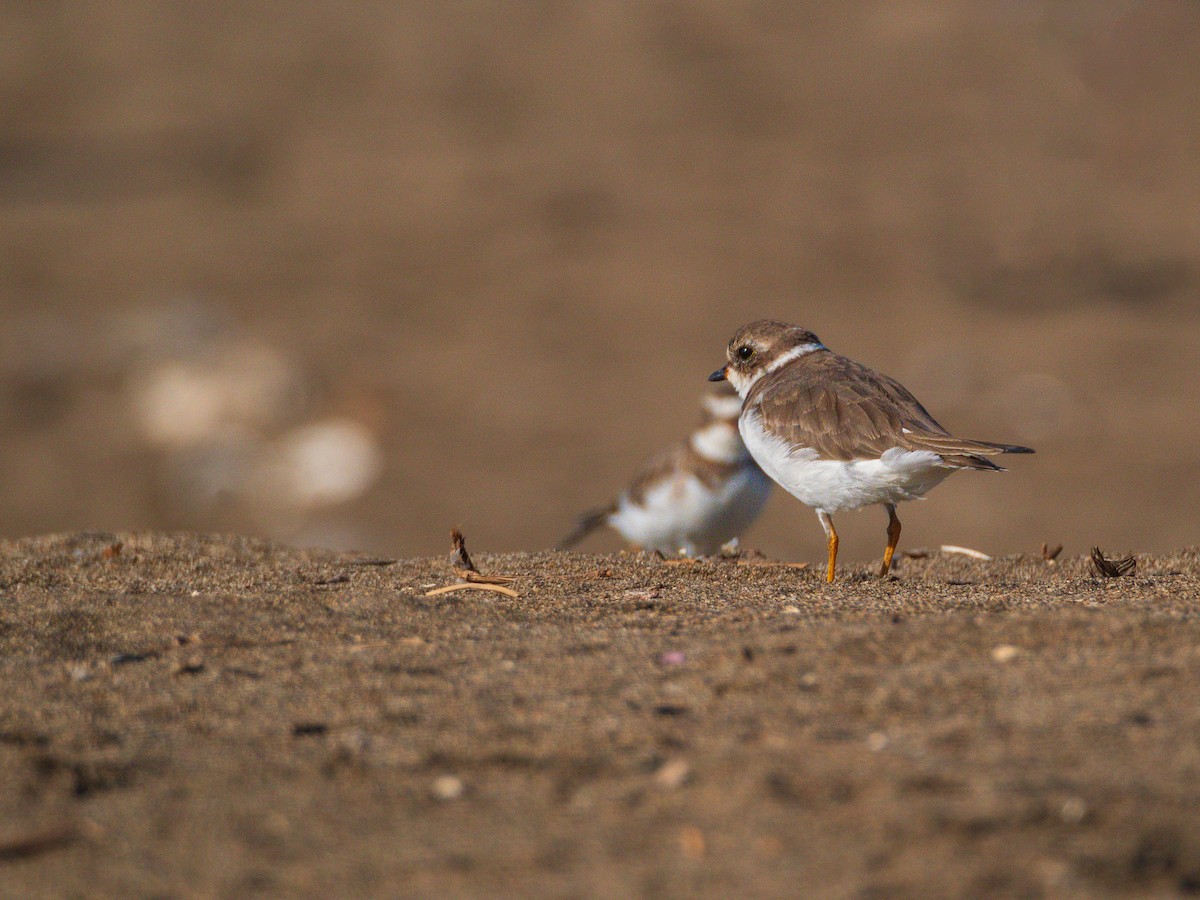 Semipalmated Plover - ML615671274