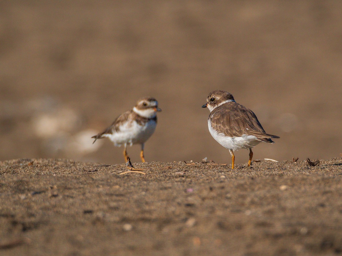 Semipalmated Plover - ML615671276