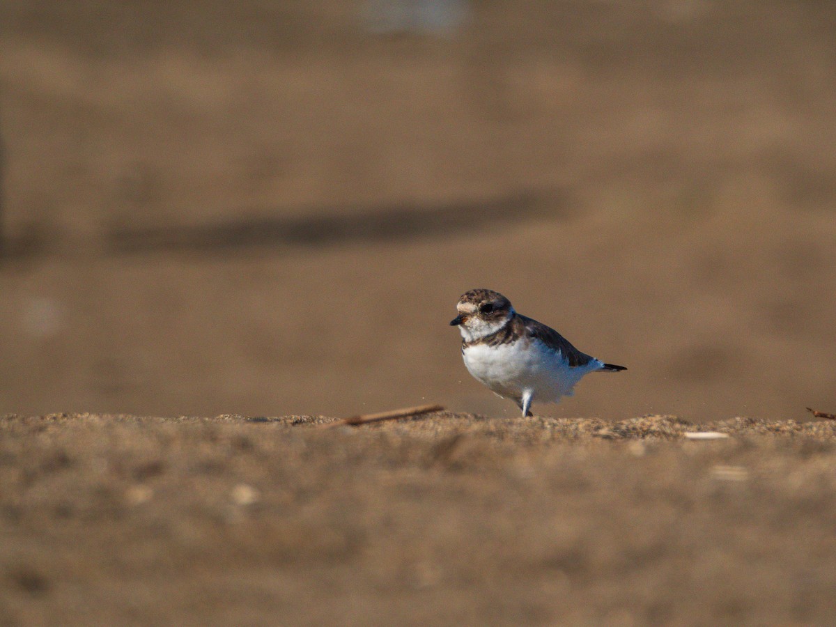 Semipalmated Plover - ML615671277