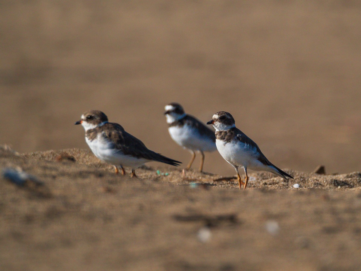 Semipalmated Plover - ML615671278