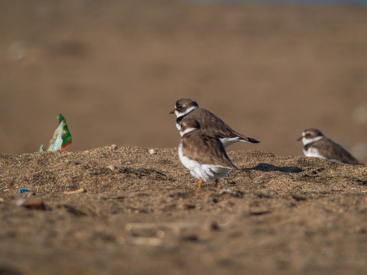 Semipalmated Plover - ML615671279