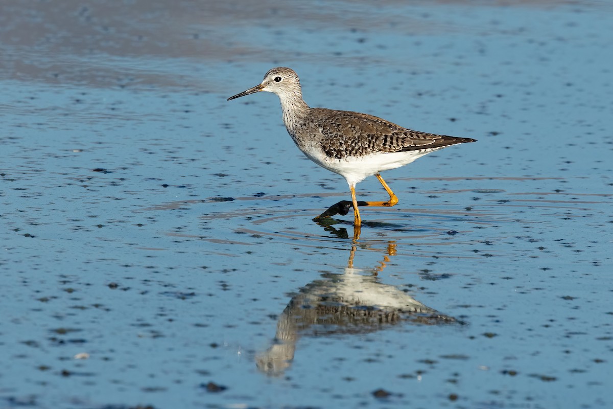 Lesser Yellowlegs - ML615671359