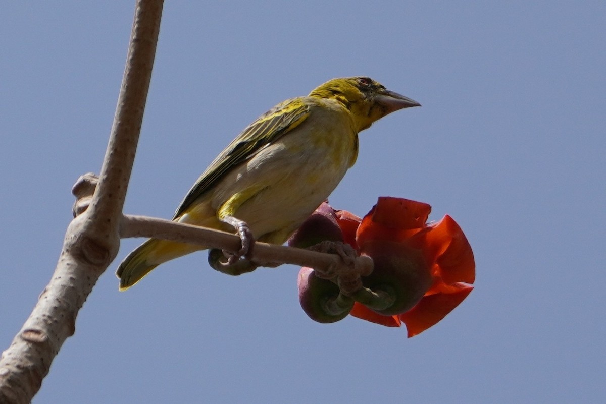 黑頭織雀 - ML615671361