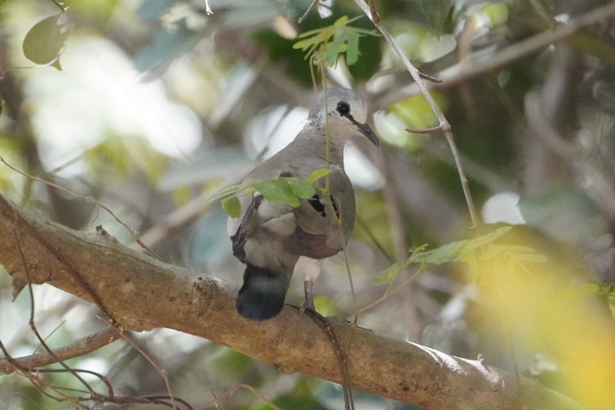 Black-billed Wood-Dove - Ben Costamagna