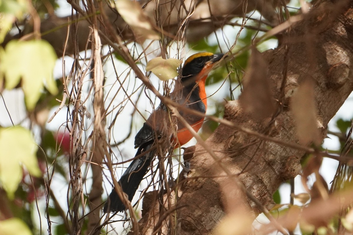 Yellow-crowned Gonolek - Ben Costamagna