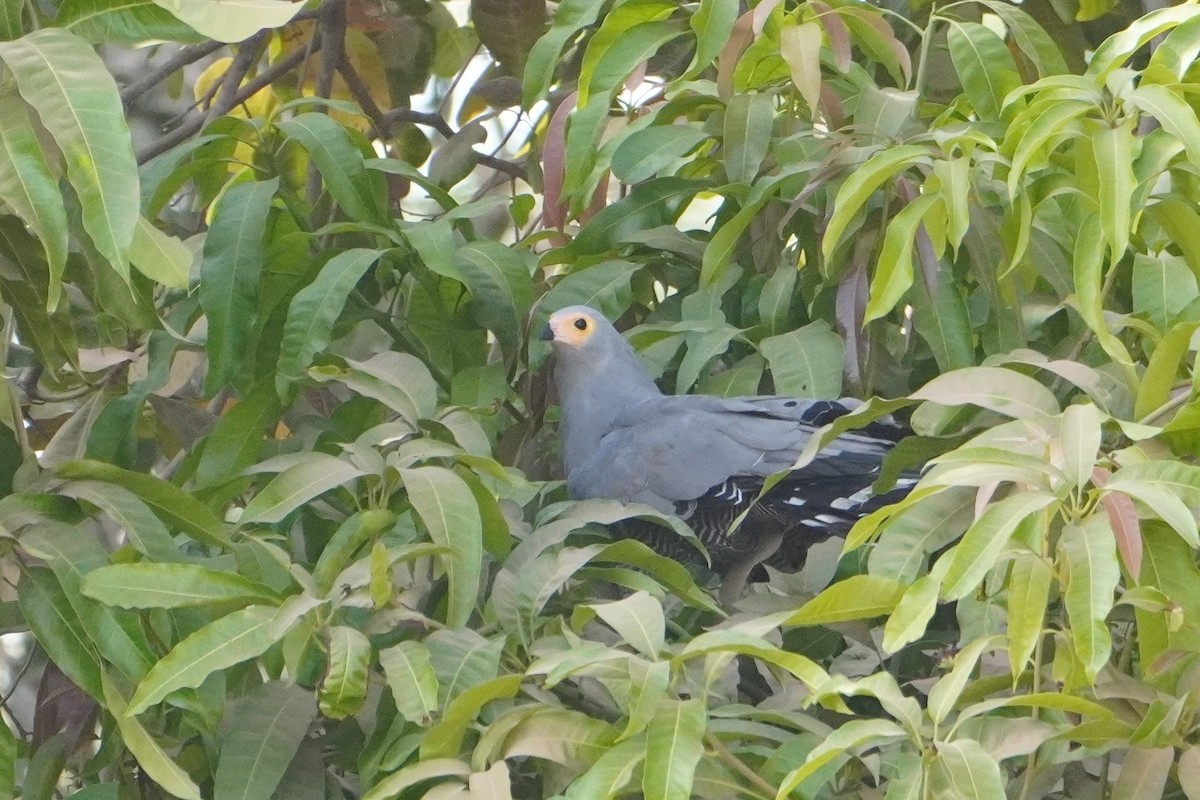 African Harrier-Hawk - Ben Costamagna