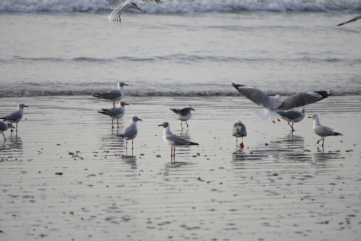 Gray-hooded Gull - Ben Costamagna