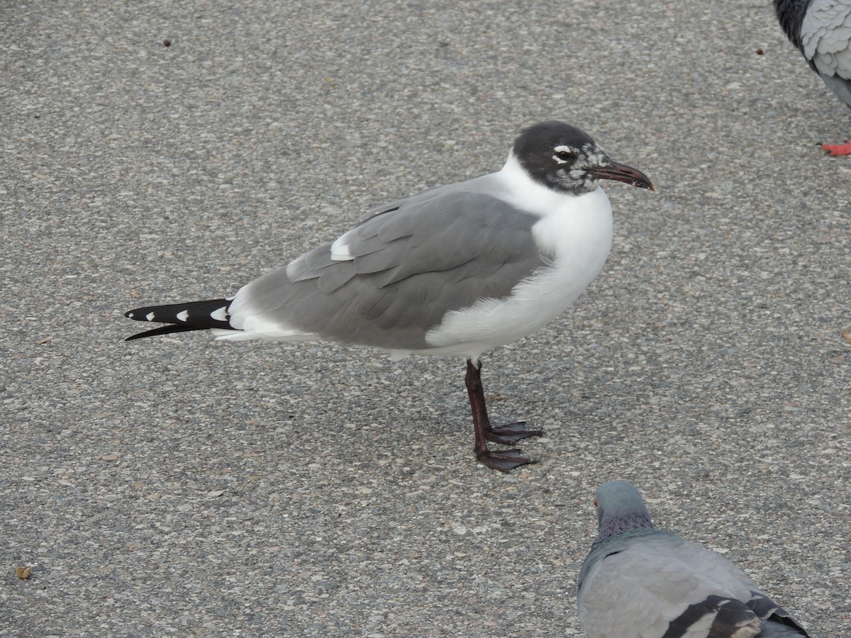 Laughing Gull - ML615671475