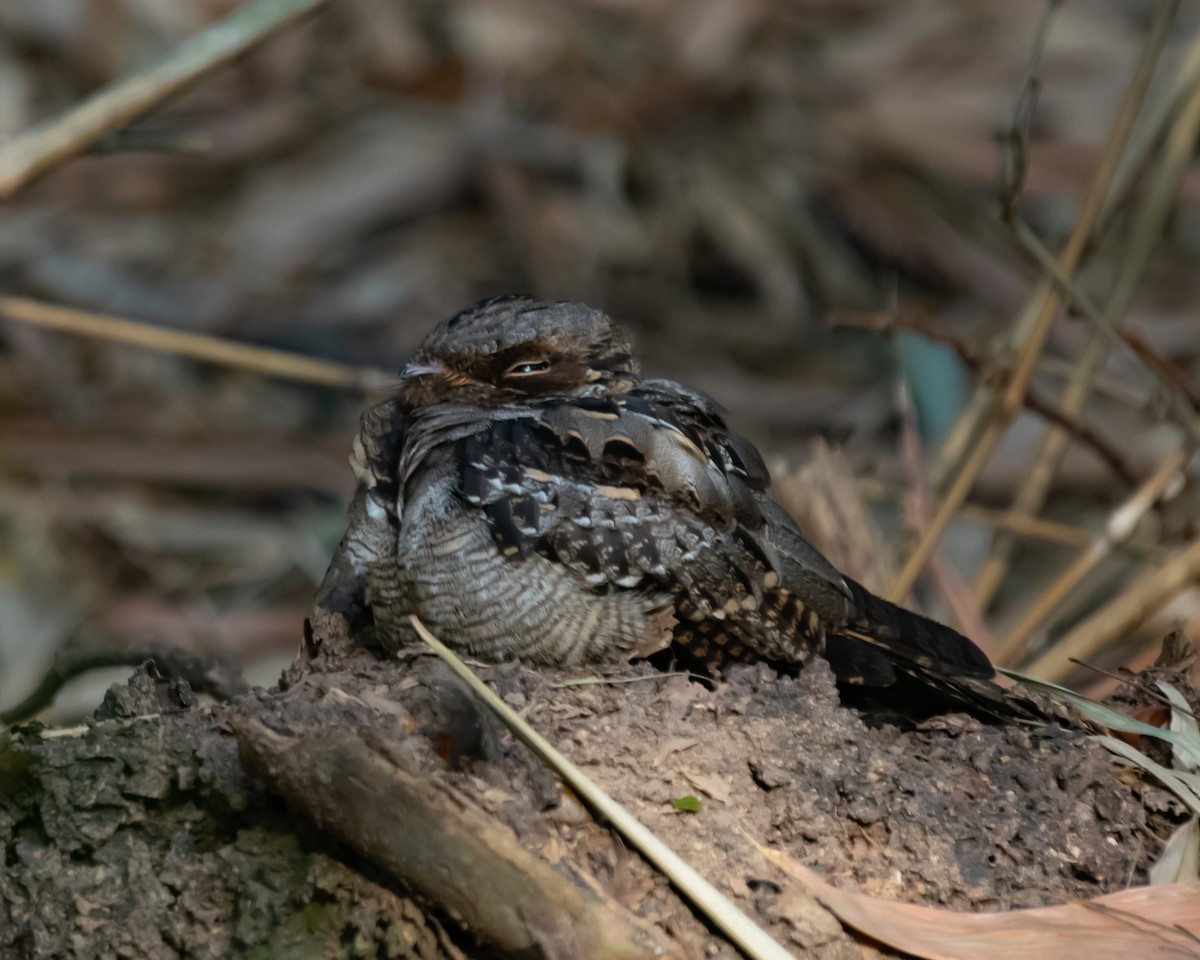 Large-tailed Nightjar - ML615671532