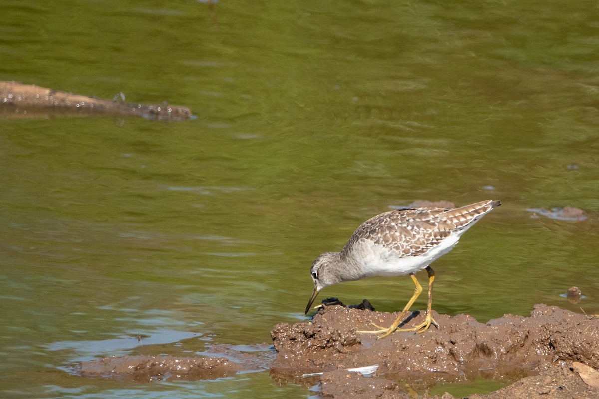 Wood Sandpiper - ML615671570