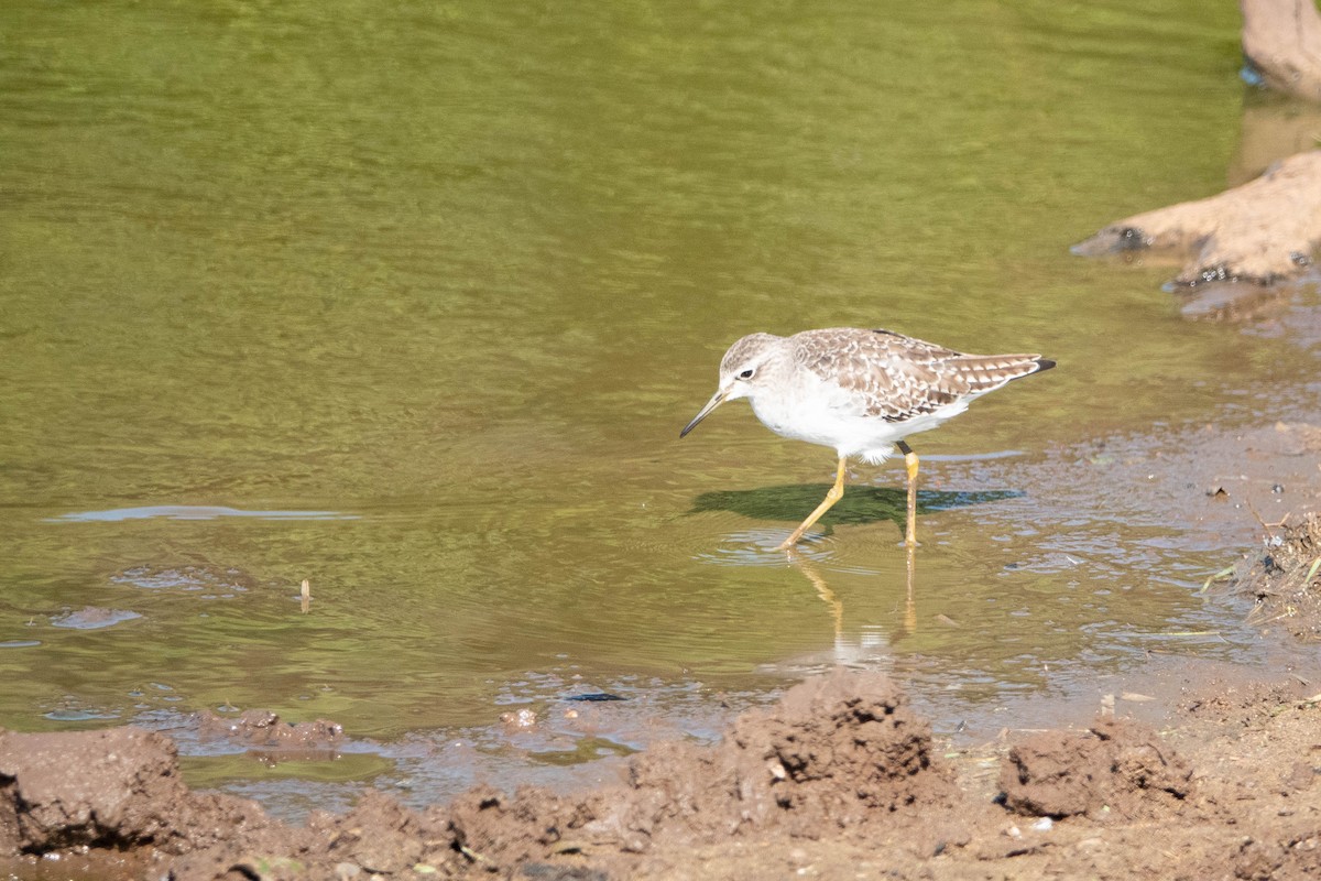 Wood Sandpiper - ML615671574