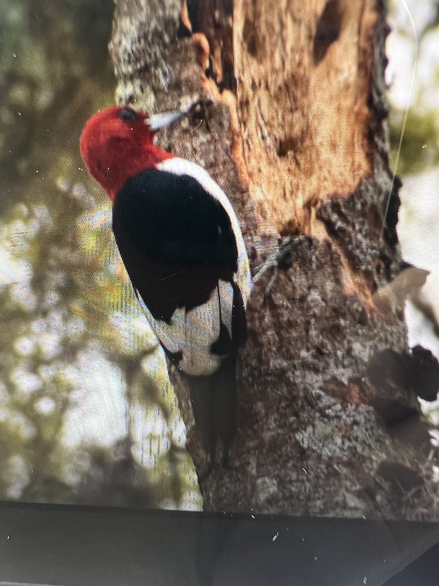 Red-headed Woodpecker - ML615671598
