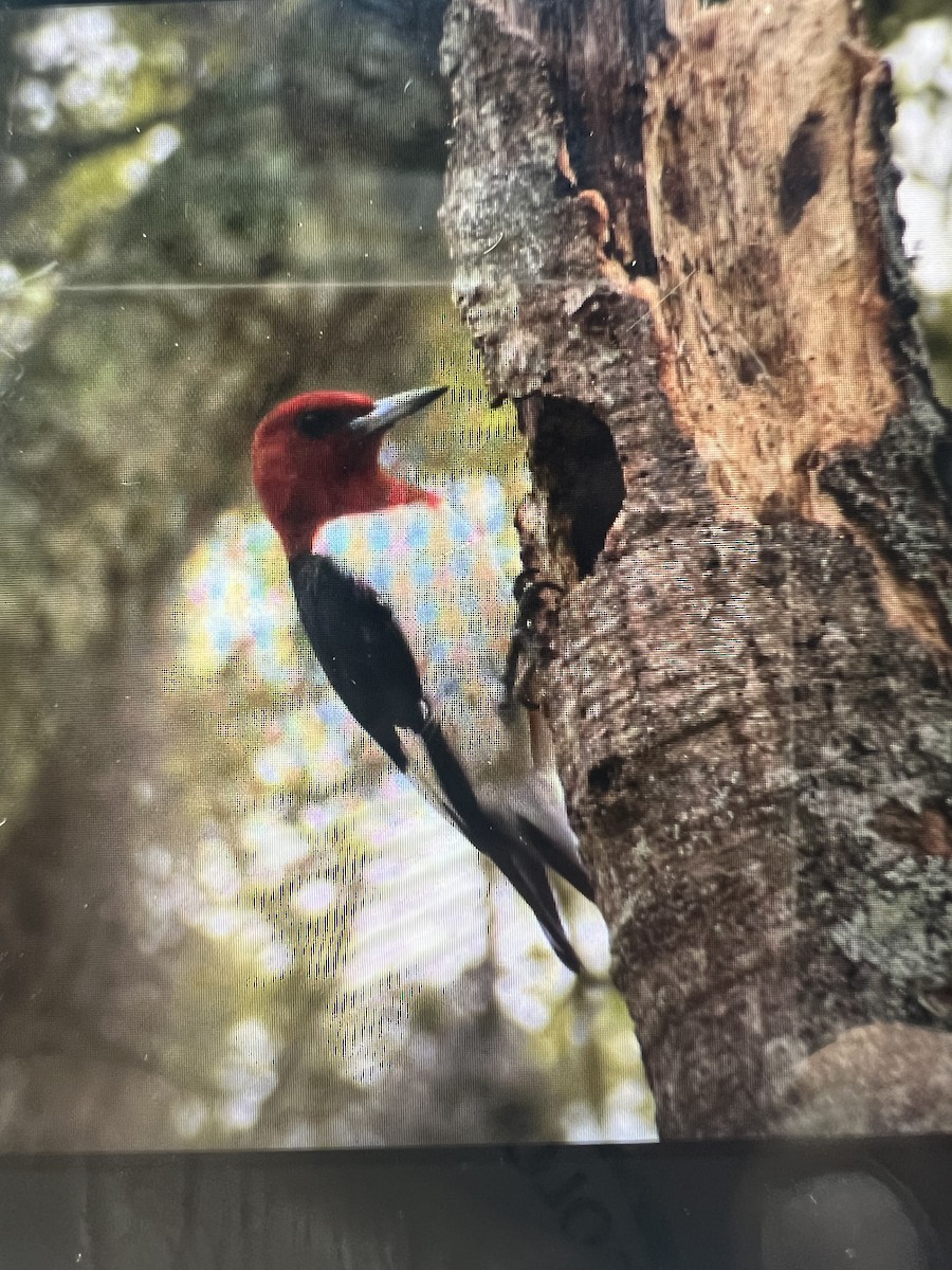 Pic à tête rouge - ML615671601