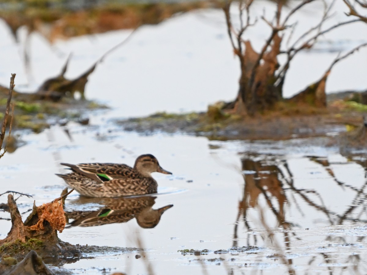 Green-winged Teal - ML615671603