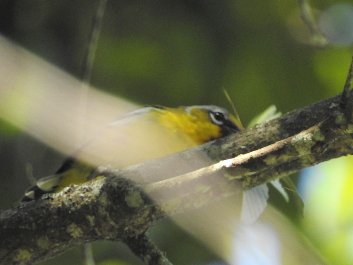 Vireo Alcaudón Trinador - ML615671626