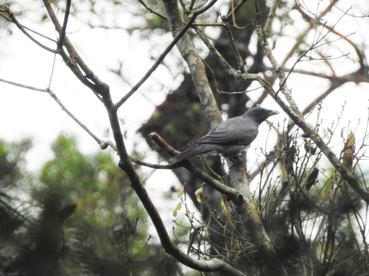 Javan Cuckooshrike - ML615671638