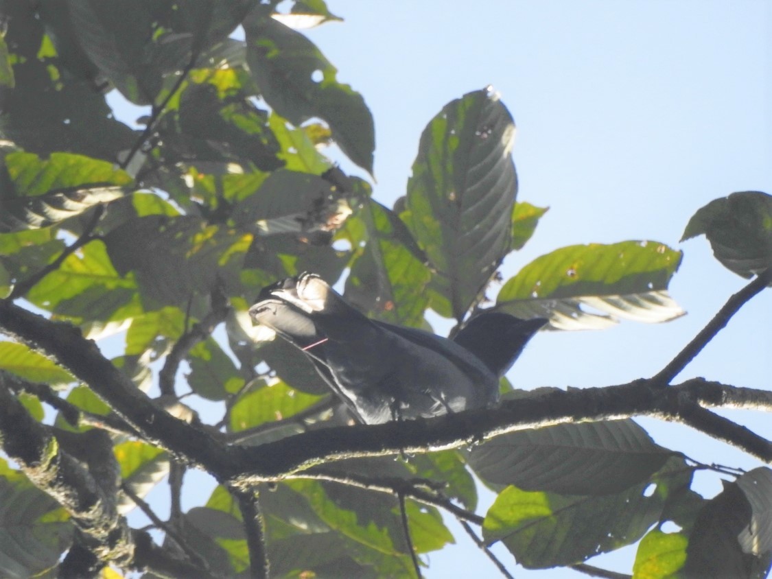 Sunda Cuckooshrike - Yasin Chumaedi