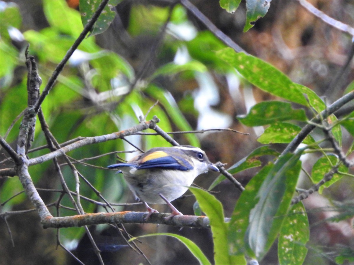 Pied Shrike-Babbler - ML615671672