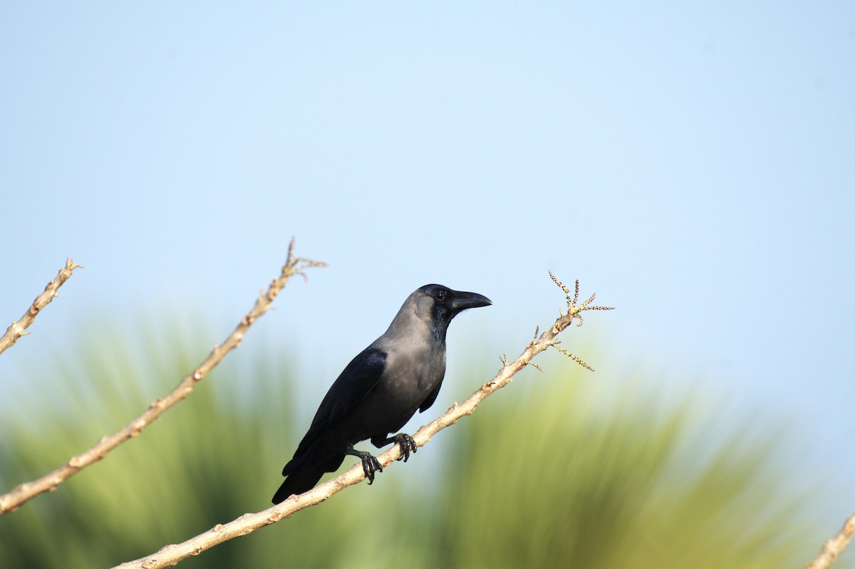 House Crow - ML615671687