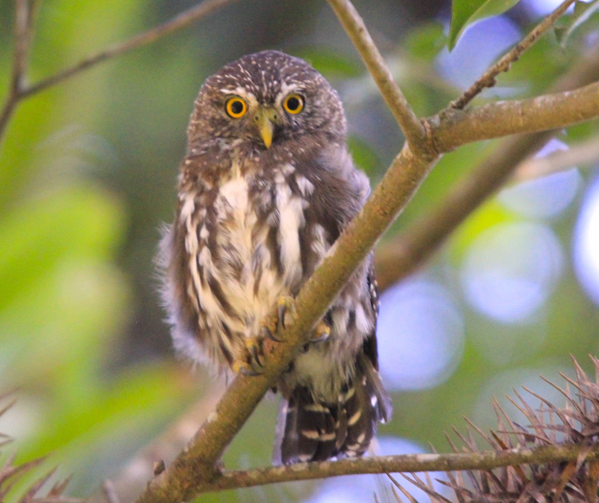 Ferruginous Pygmy-Owl - ML615671740