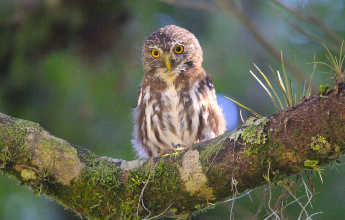 Ferruginous Pygmy-Owl - ML615671744