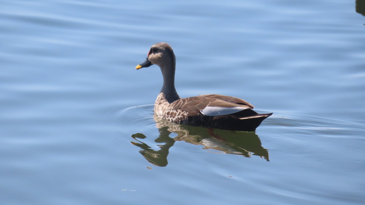 Indian Spot-billed Duck - ML615671785