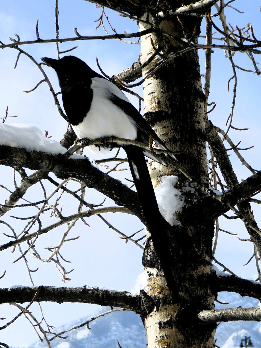 Black-billed Magpie - Daniel Alain Dagenais