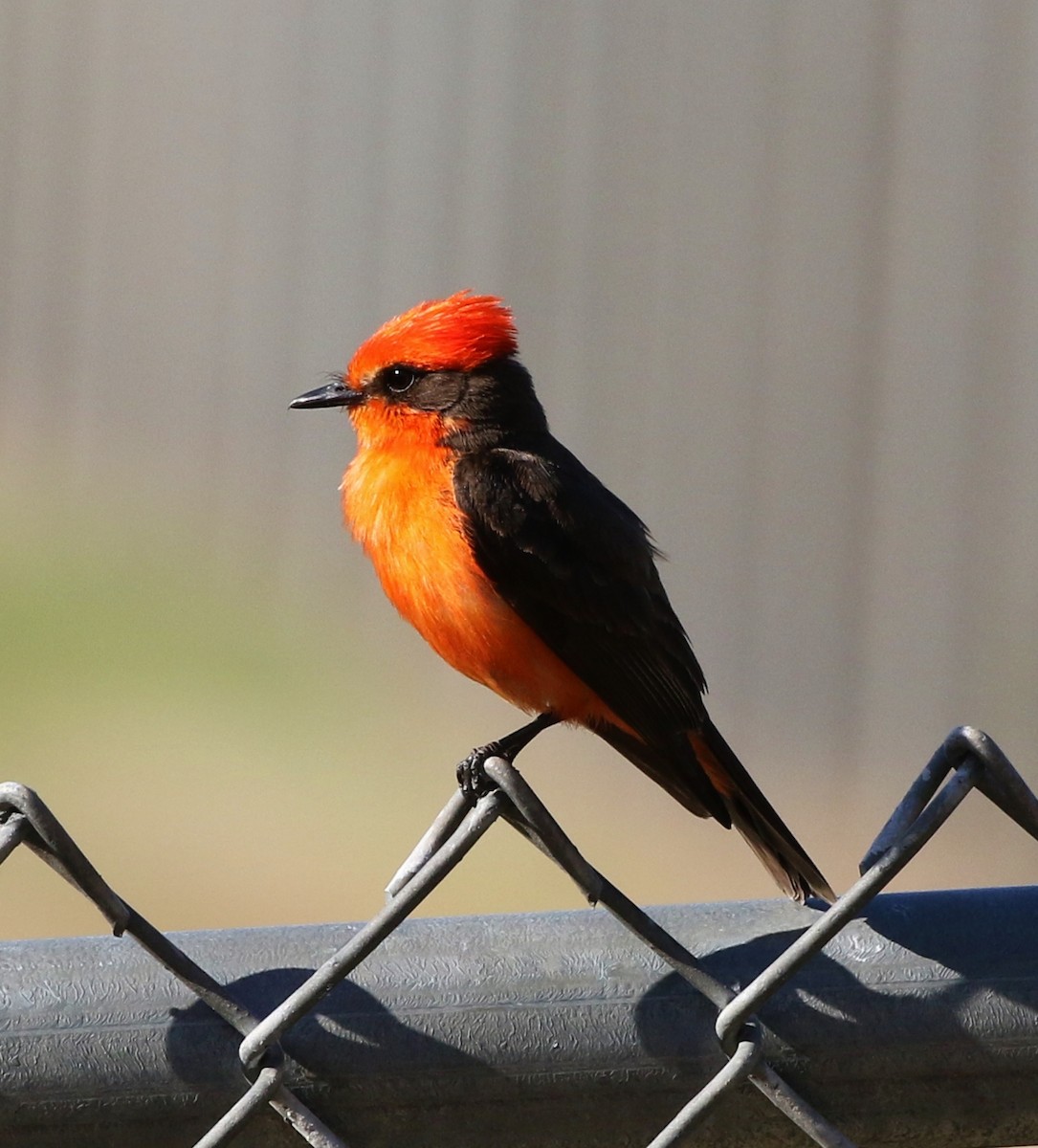 Vermilion Flycatcher - ML61567181