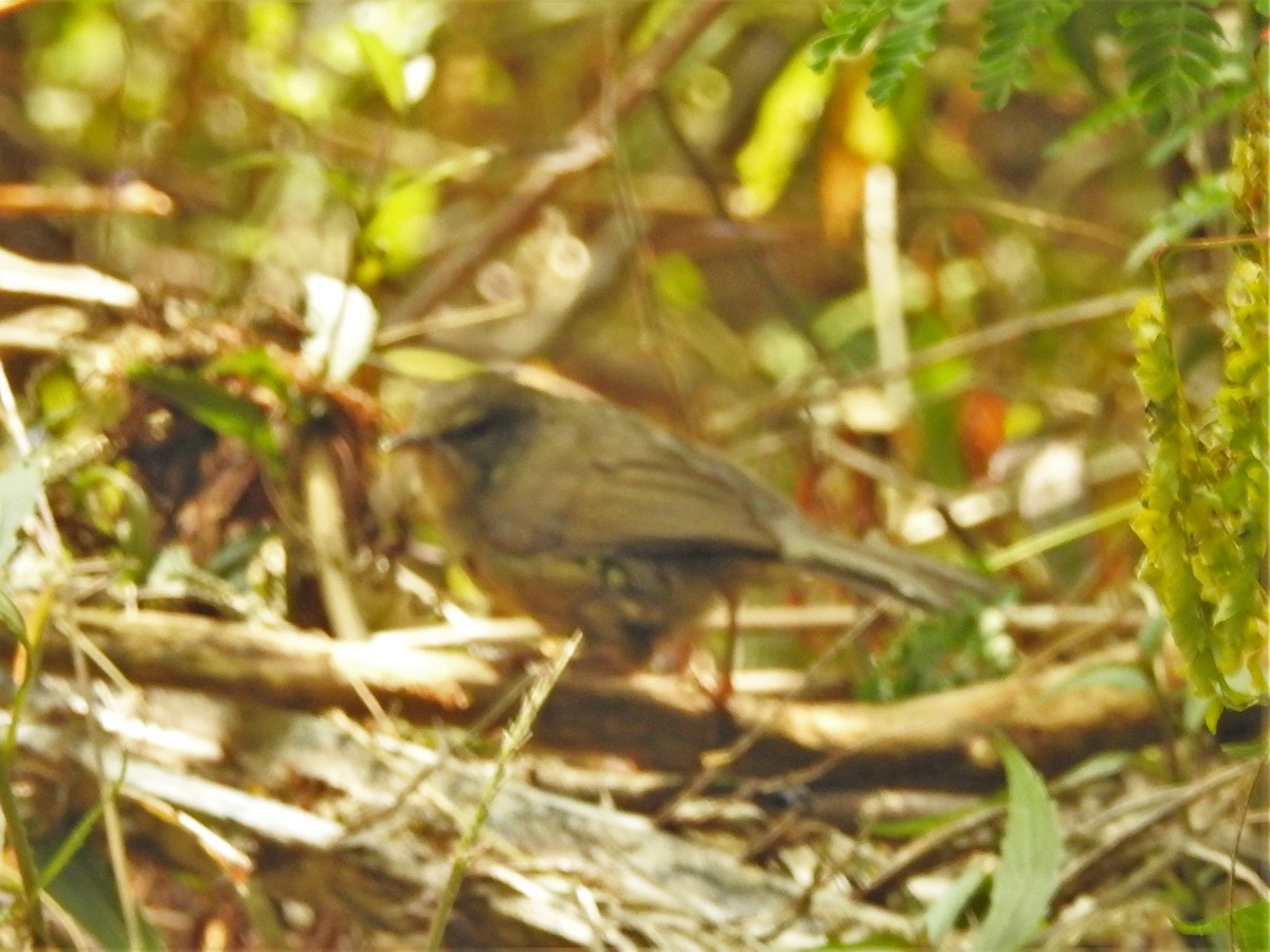 Aberrant Bush Warbler (Sunda) - ML615671810