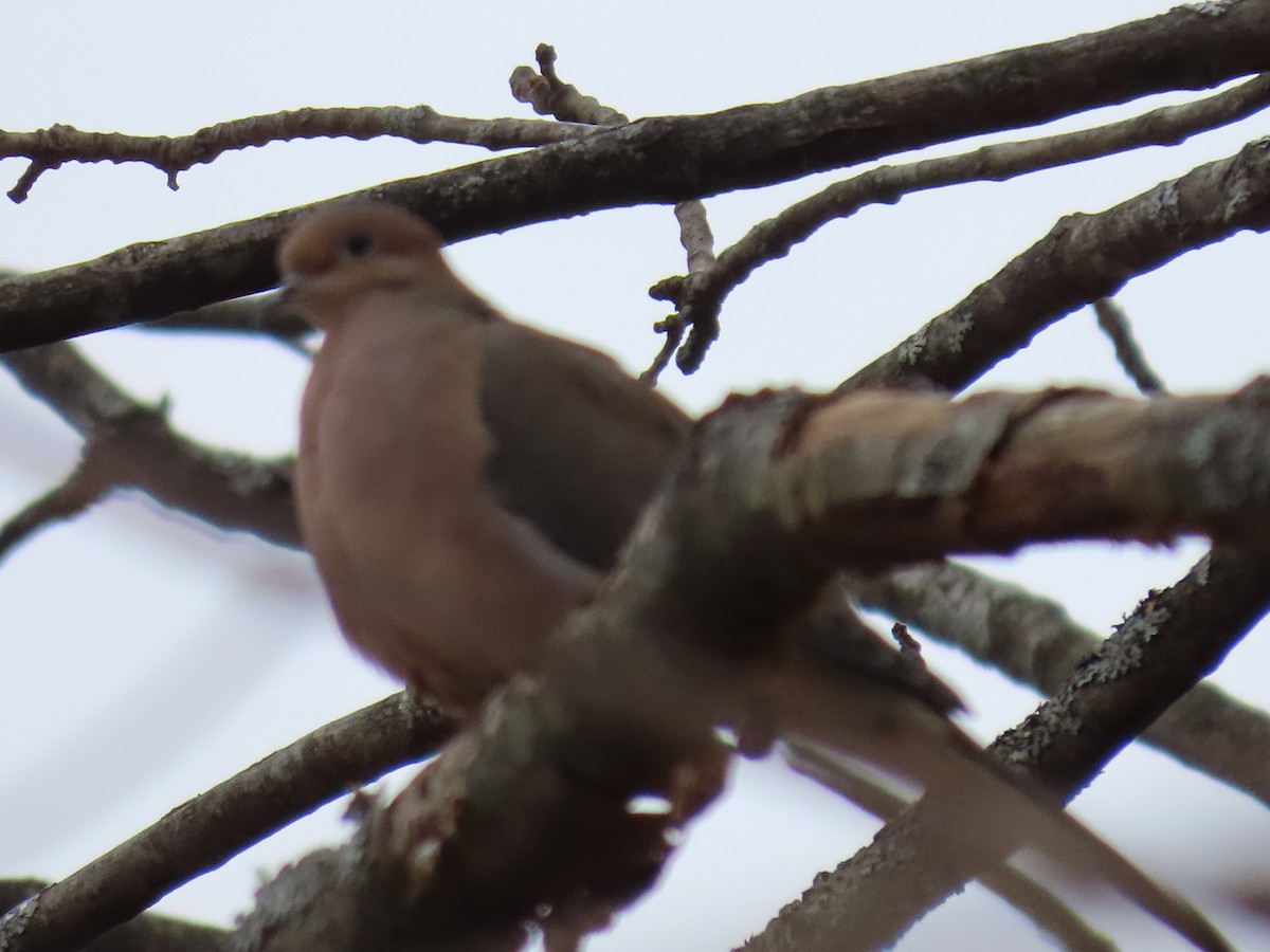 Mourning Dove - ML615671835