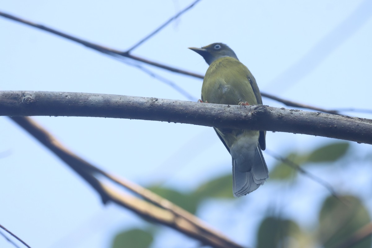 Gray-headed Bulbul - ML615671871