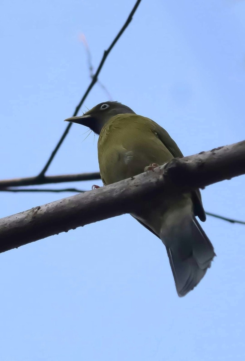 Bulbul Cabecigrís - ML615671873