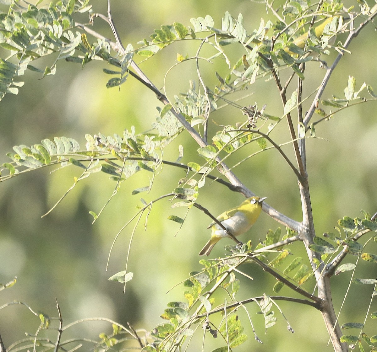 Indian White-eye - PRABHAKAR GUJJARAPPA