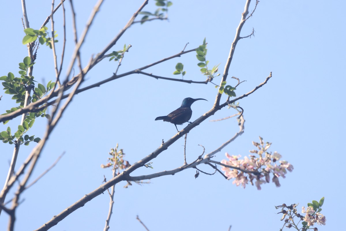 Loten's Sunbird - PRABHAKAR GUJJARAPPA