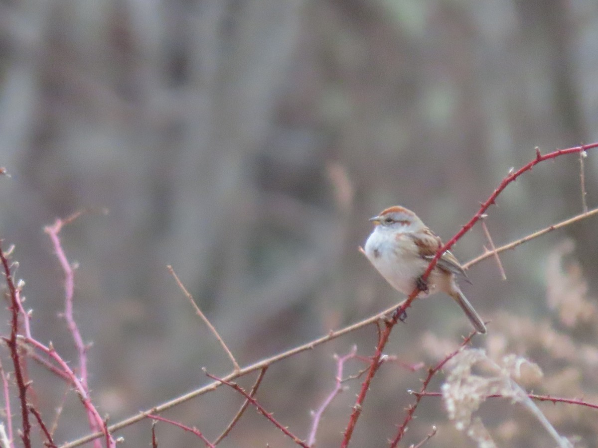 American Tree Sparrow - Sue and Tom Santeusanio