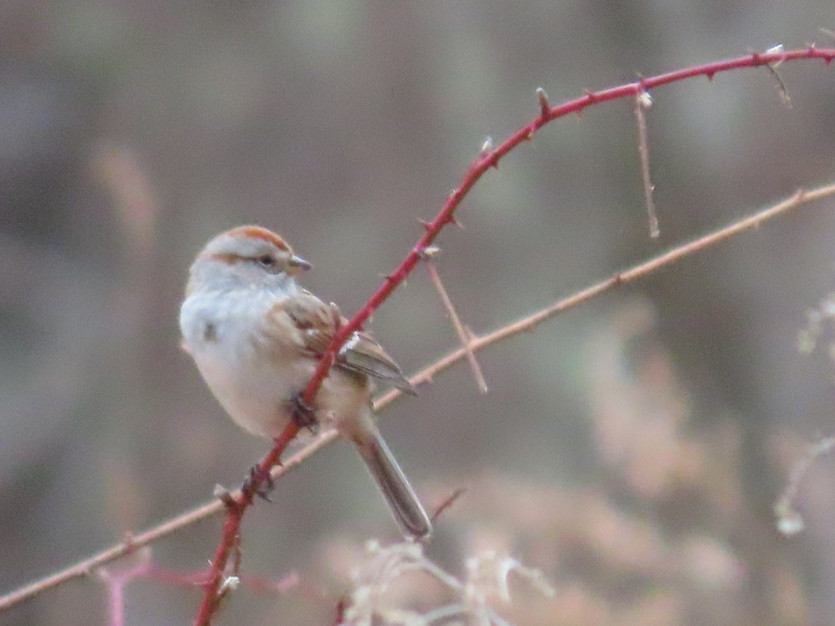 American Tree Sparrow - ML615671890